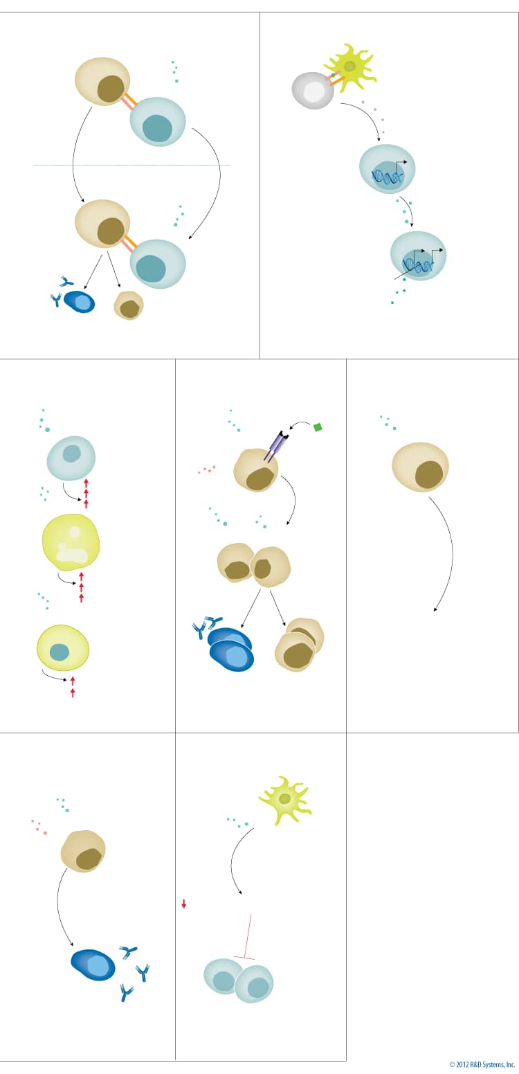 IL-21 Signaling Pathways and their Primary Biological Effects in Different Immune Cell Types