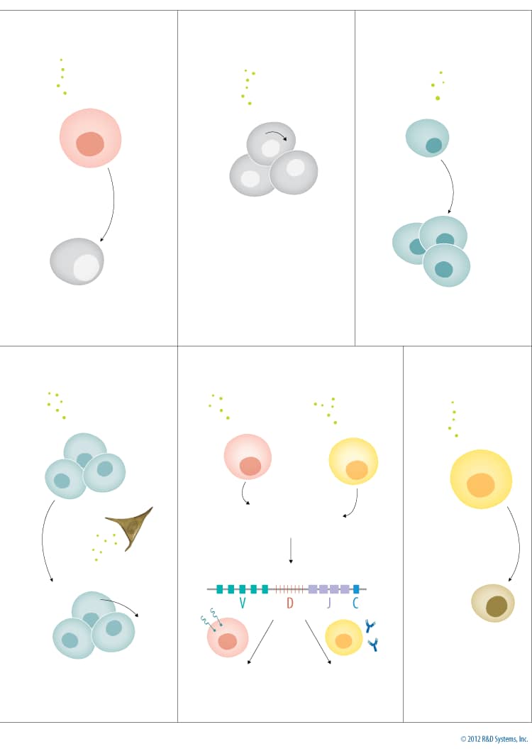 IL-7 Signaling Pathways and their Primary Biological Effects in Different Immune Cell Types