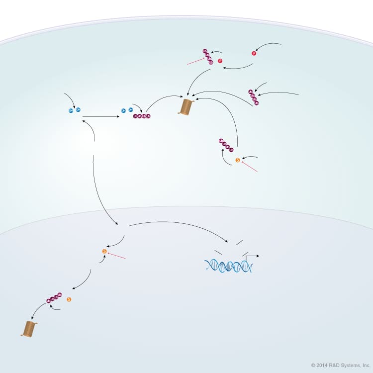 HIF Stability and Activity Pathways