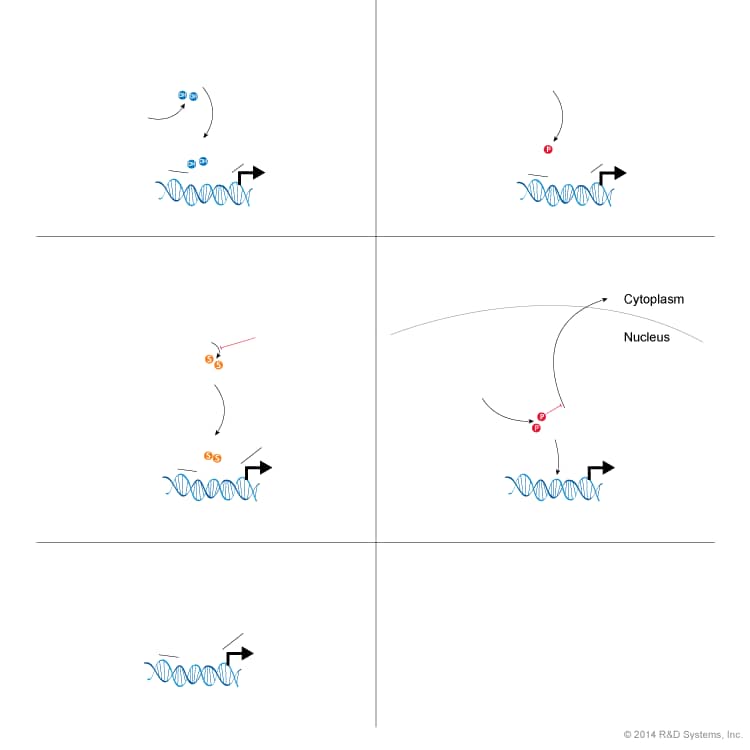 HIF Enhancer Pathways