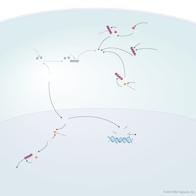 HIF Stability and Activity Pathways background image 3