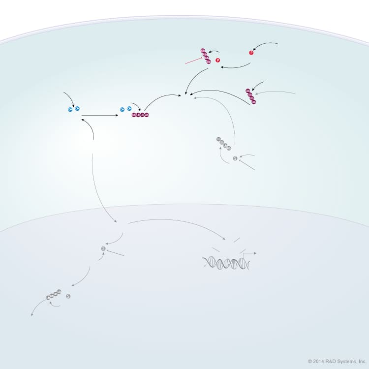 HIF Stability and Activity Pathways background image 2