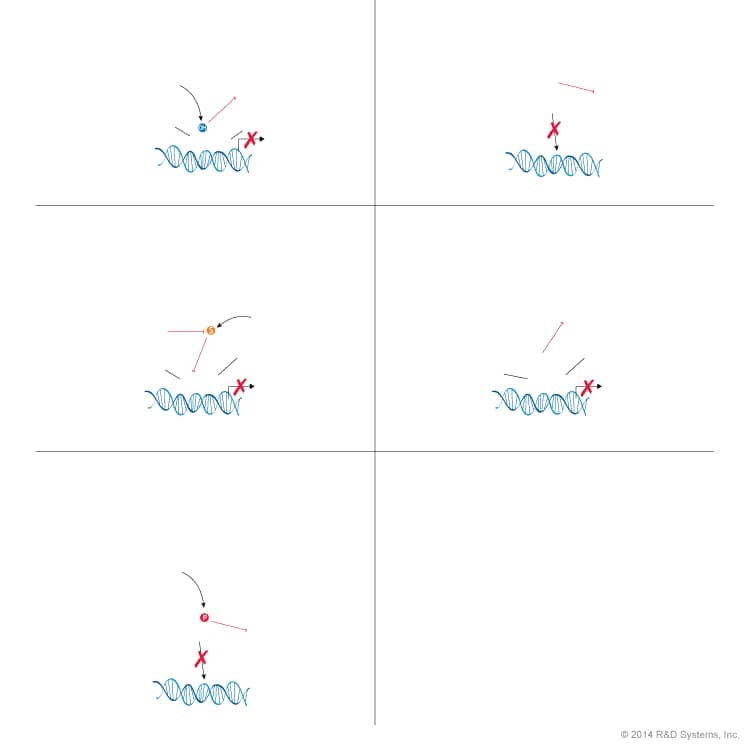 HIF Repressor Pathways