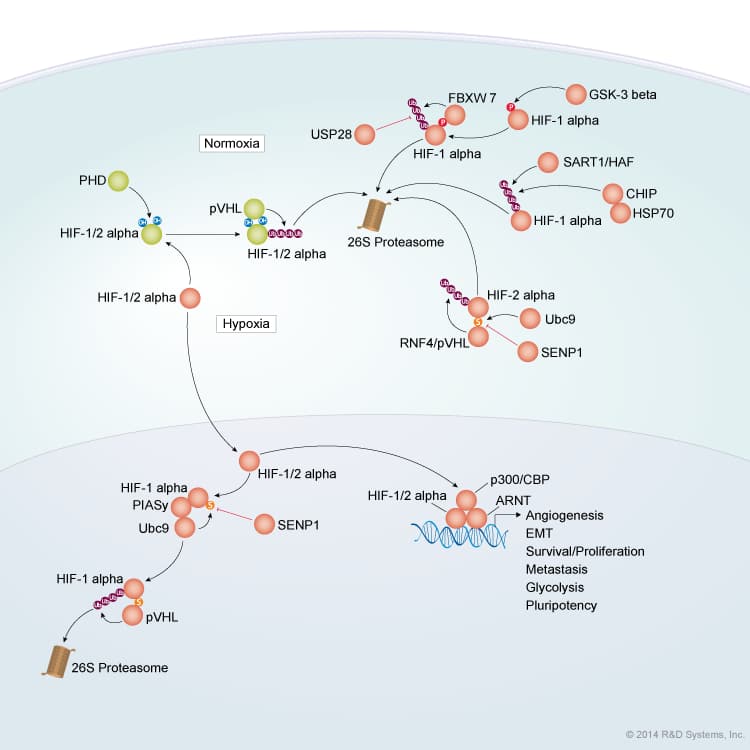 HIF Stability and Activity Pathways background image 1