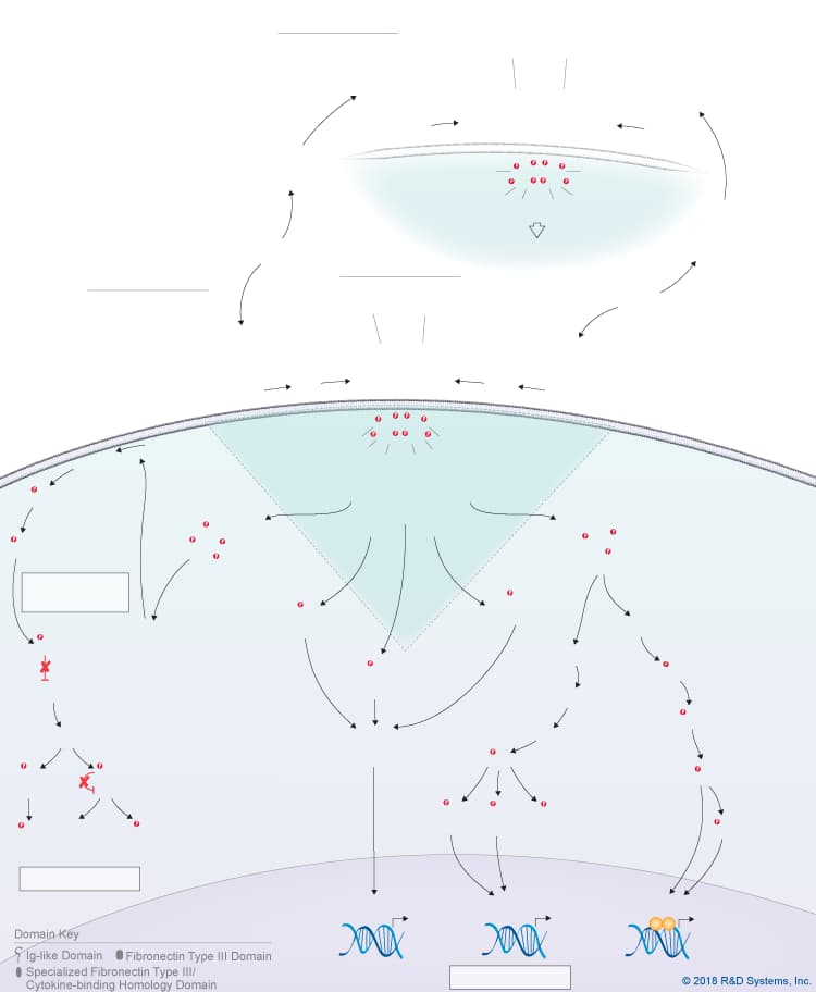 IL-31 Signaling Pathways background image 3