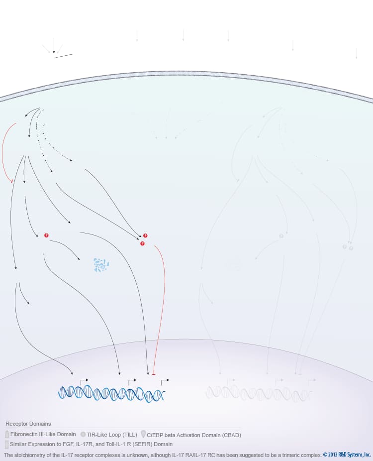 IL-17 Family Signaling Pathways background image 2