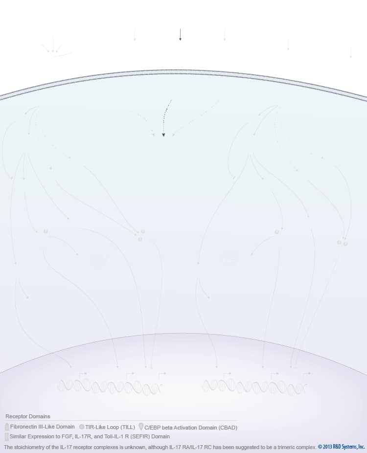 IL-17 Family Signaling Pathways background image 4