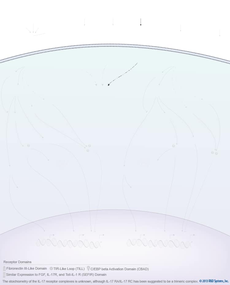 IL-17 Family Signaling Pathways background image 5