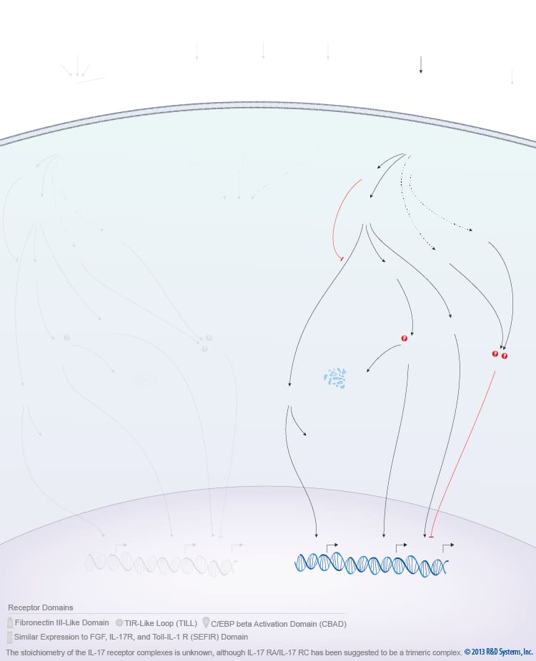 IL-17 Family Signaling Pathways background image 6