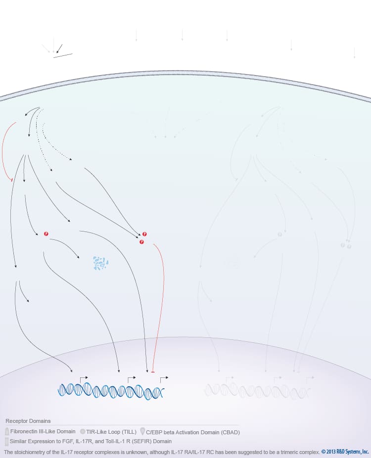 IL-17 Family Signaling Pathways background image 7