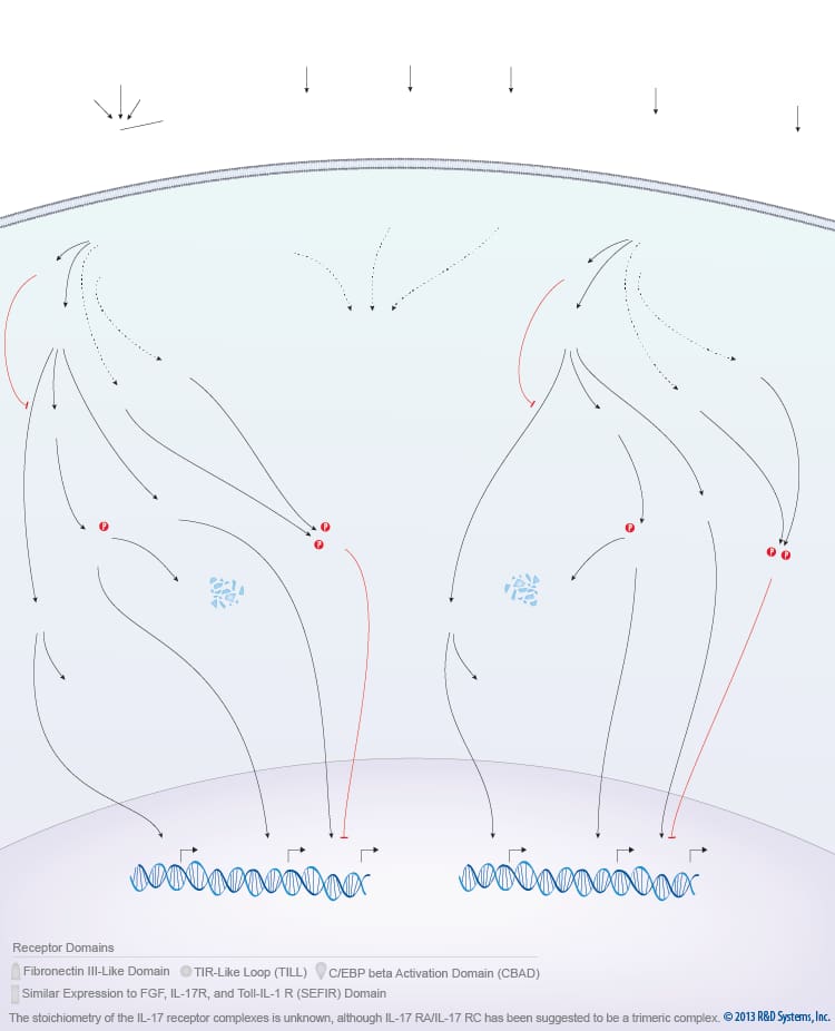 IL-17 Family Signaling Pathways