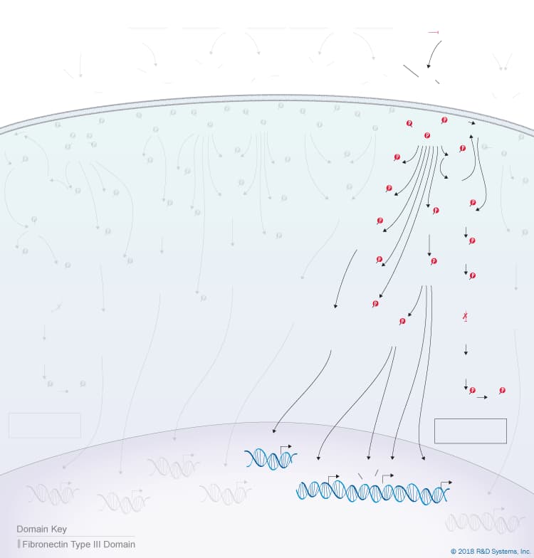 IL-10 Cytokine Family Signaling Pathway background image 4