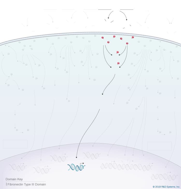 IL-10 Cytokine Family Signaling Pathway background image 5