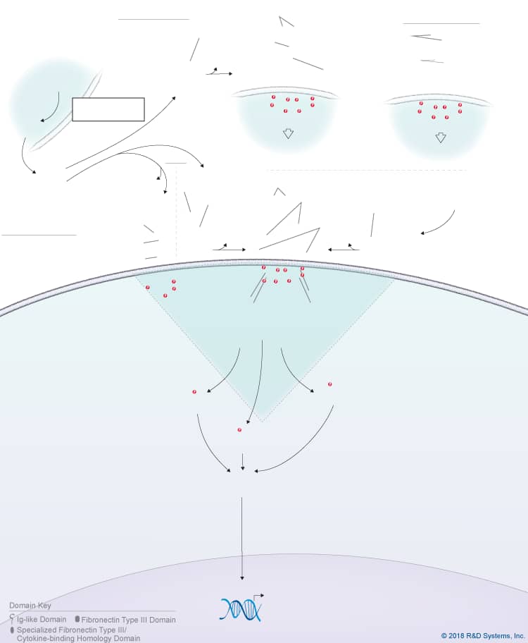 IL-31 Signaling Pathways background image 4