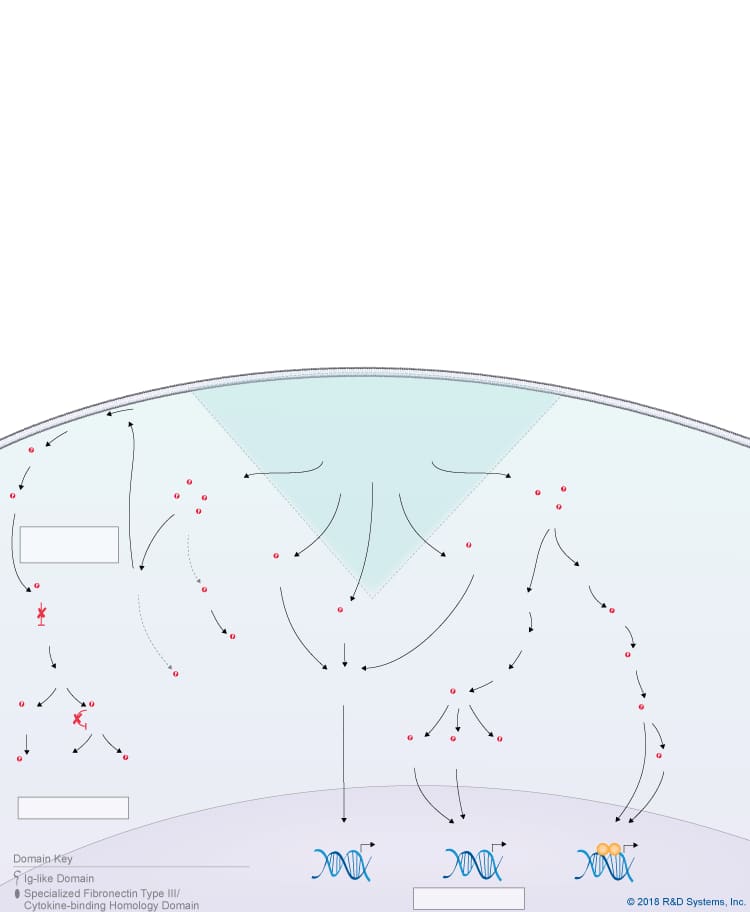 IL-31 Signaling Pathways background image 11