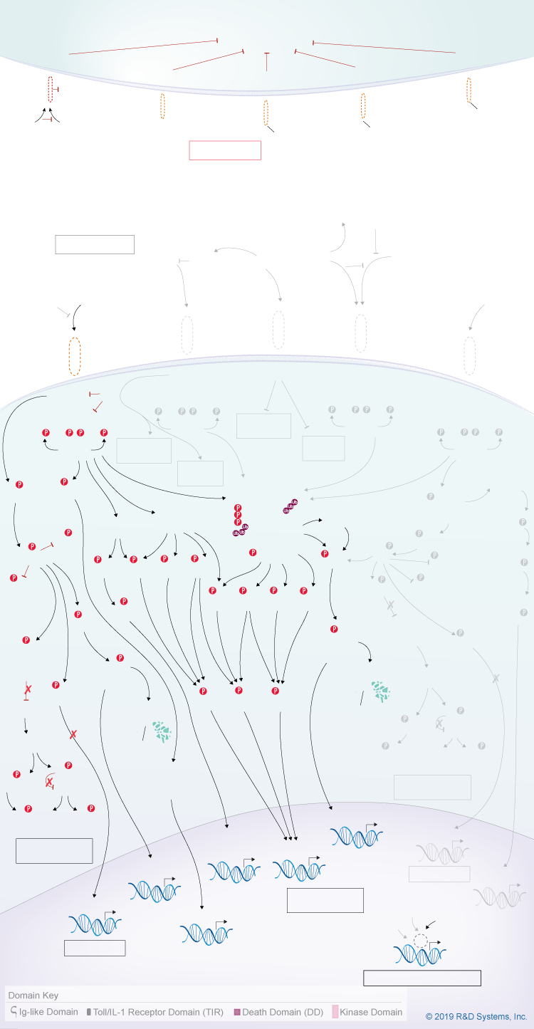 Interleukin-1 (IL-1) Pathway