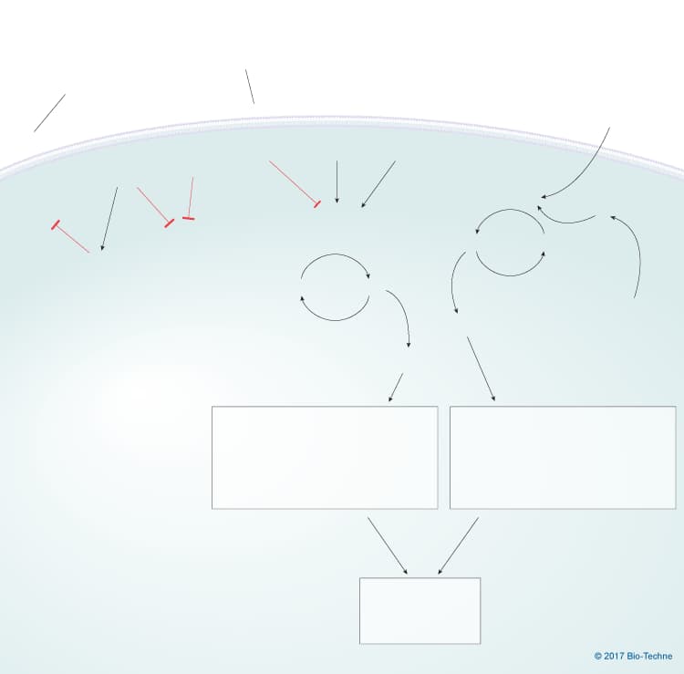 Platelet Activation Inhibitory Signaling