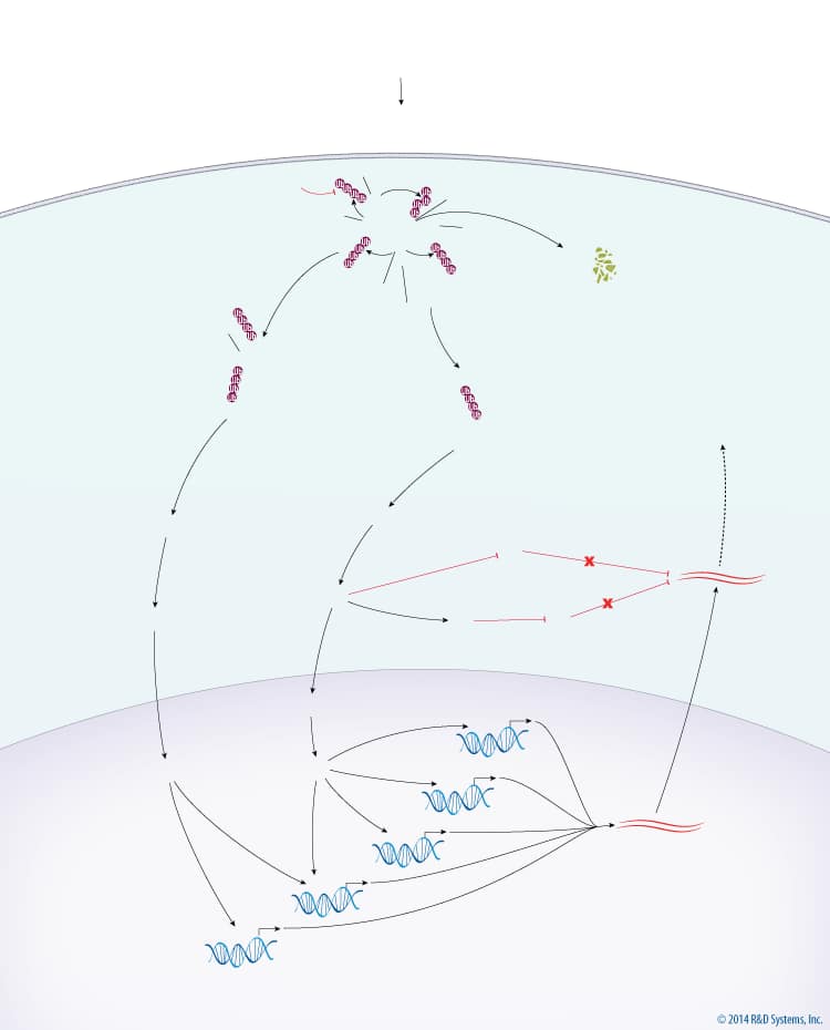 MAPK Signaling: Inflammatory Cytokines Pathway