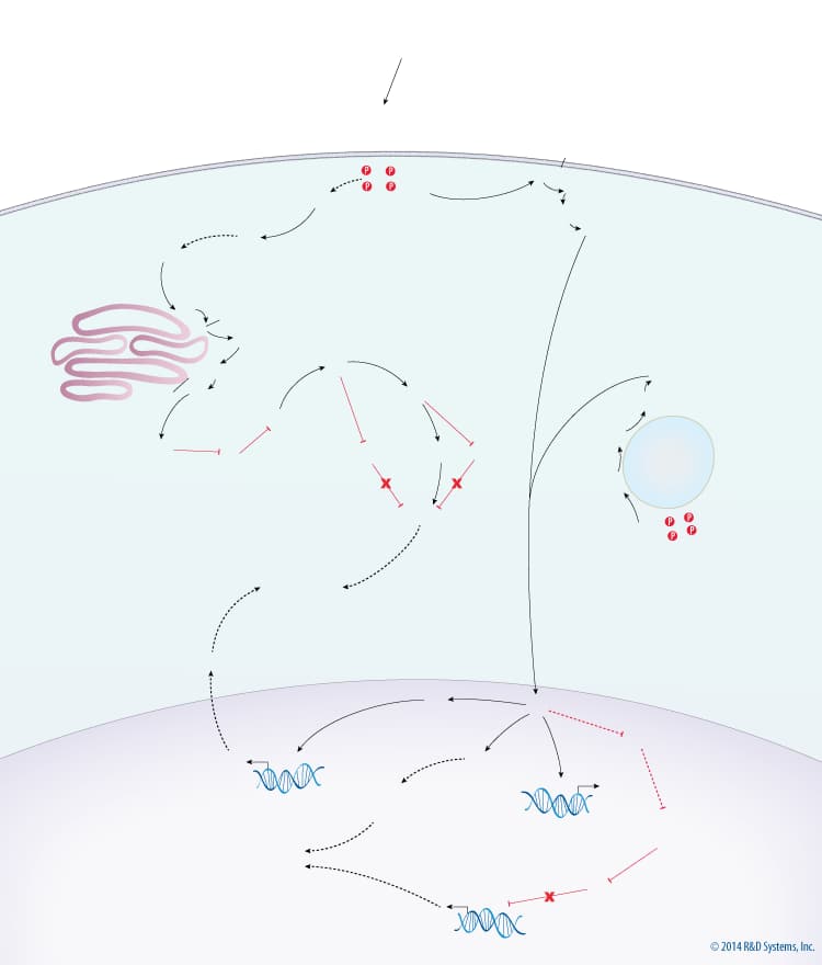 MAPK Signaling Pathway: Mitogen Stimulation Pathway