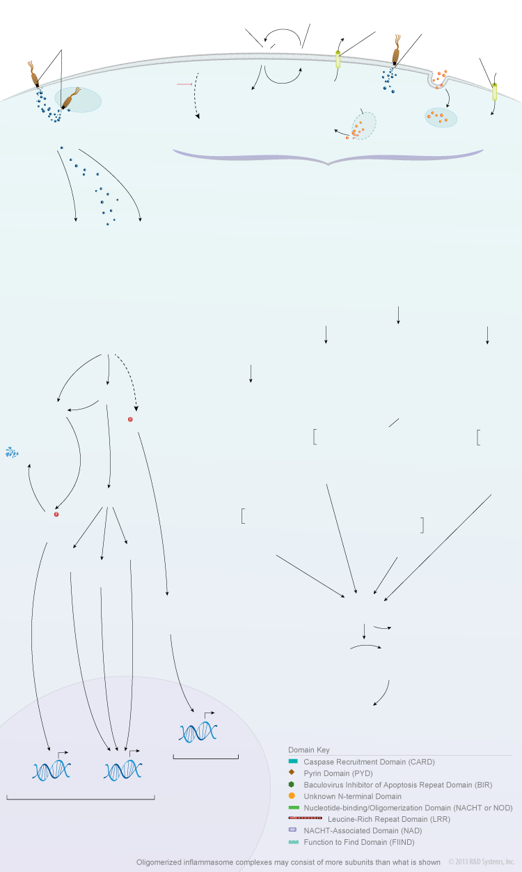 NOD-like Receptor Signaling Pathways