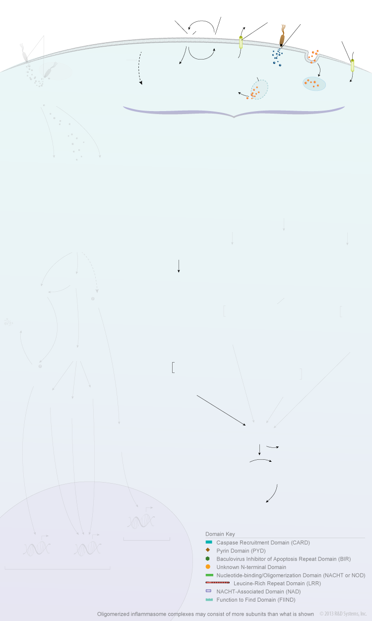 NOD-like Receptor Signaling Pathways background image 3