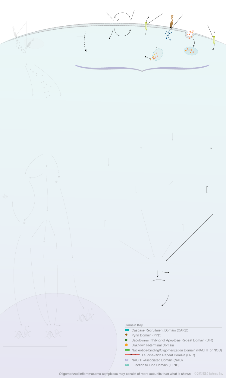 NOD-like Receptor Signaling Pathways background image 6