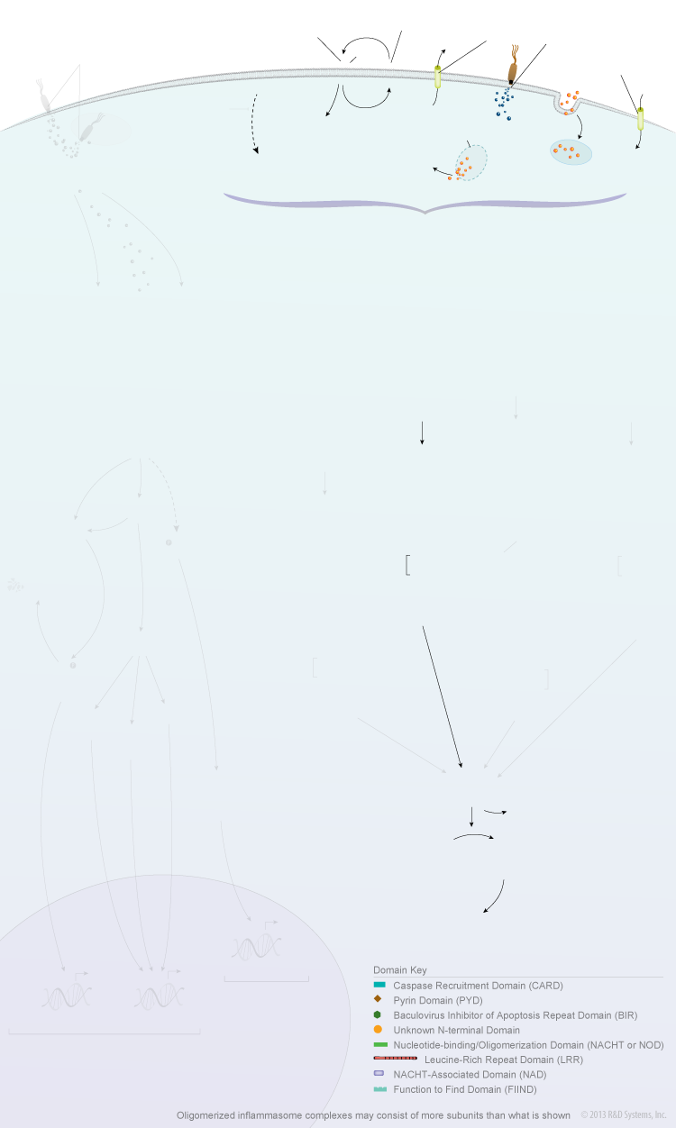 NOD-like Receptor Signaling Pathways background image 4