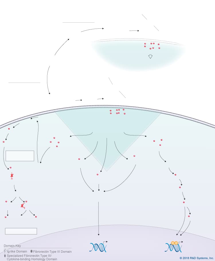 IL-31 Signaling Pathways background image 10