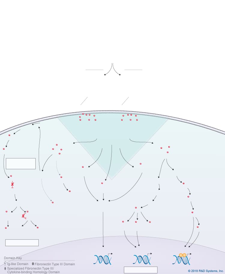 IL-31 Signaling Pathways background image 6