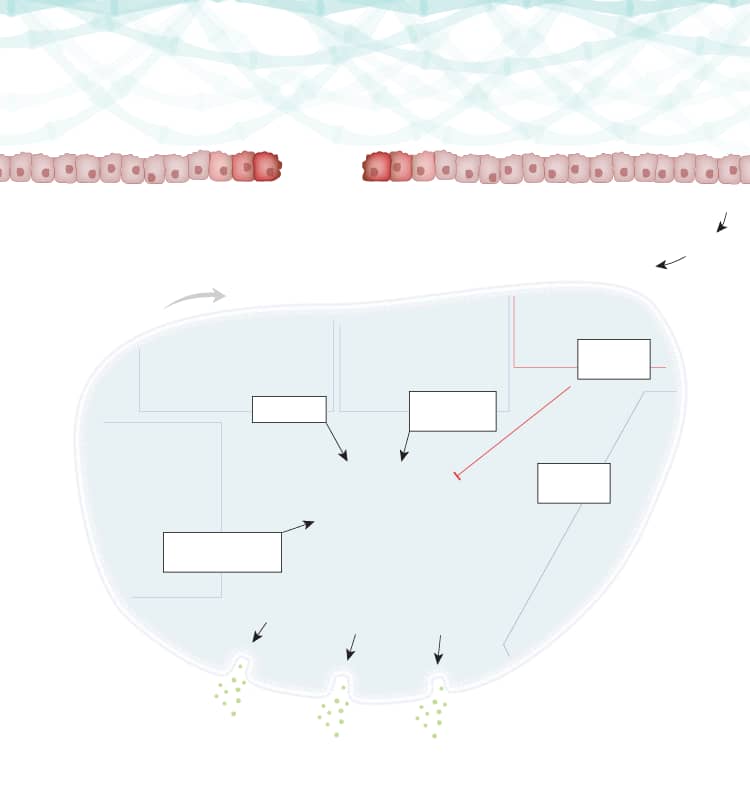 Platelet Activation Overview