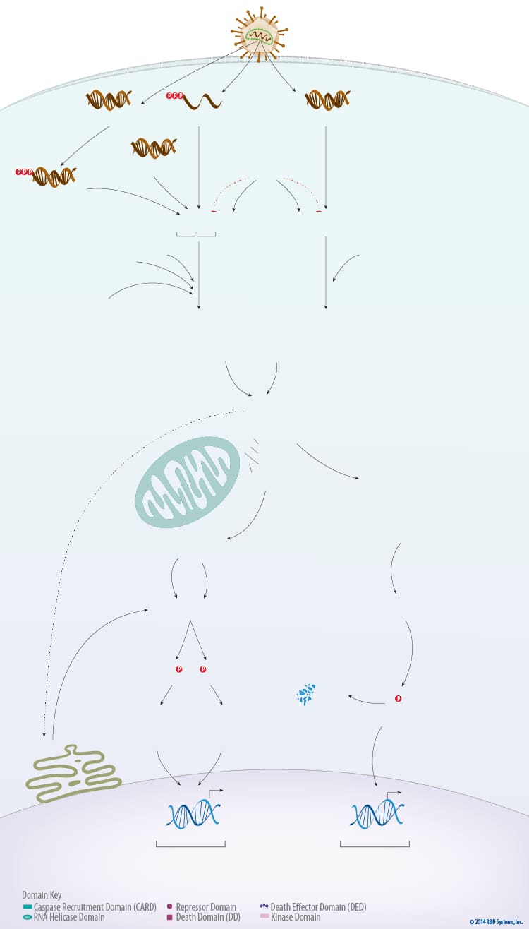 Virus Detection and Induction of Antiviral Signaling Pathways by RIG-I-like Receptors RLR