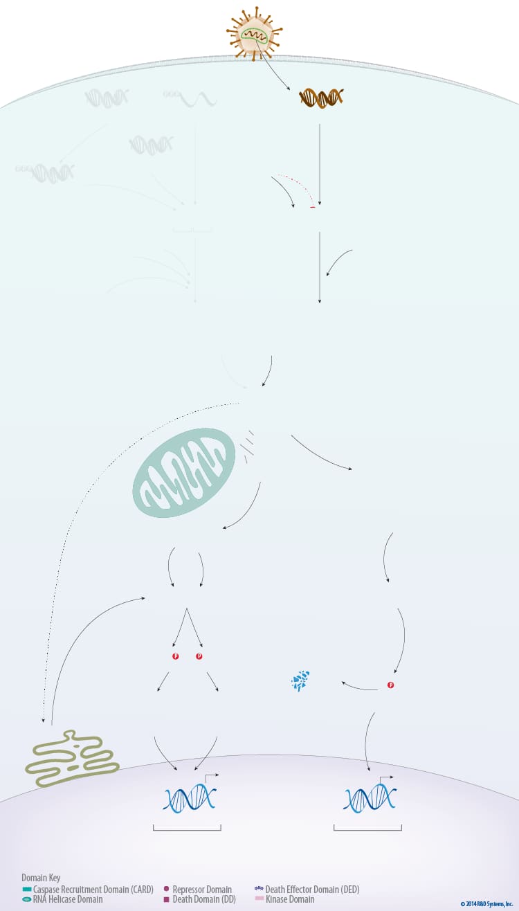 Virus Detection and Induction of Antiviral Signaling Pathways by RIG-I-like Receptors RLR background image 2