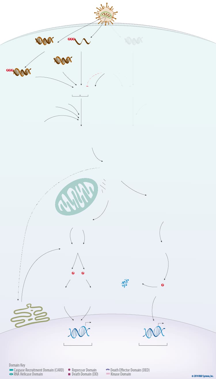 Virus Detection and Induction of Antiviral Signaling Pathways by RIG-I-like Receptors RLR background image 1