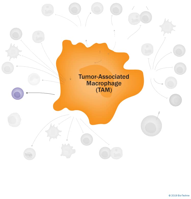 Mechanisms of Tumor-Associated Macrophage TAM-Mediated Immunosuppression background image 9