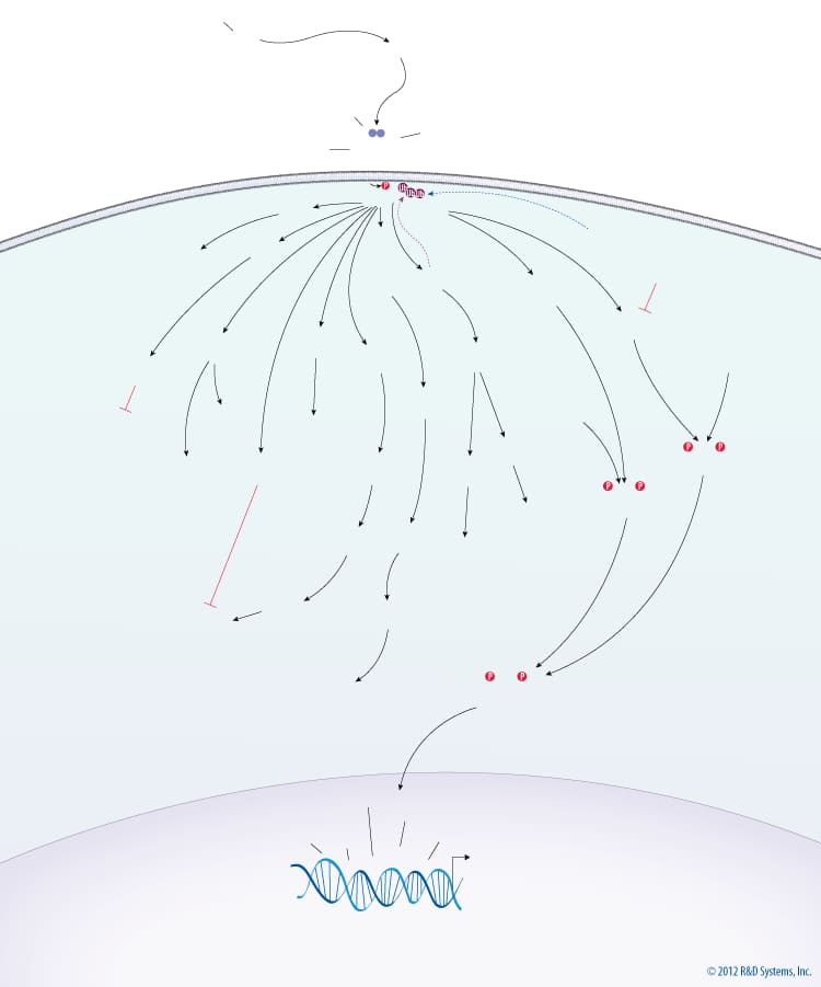 TGF-beta Signaling Pathways