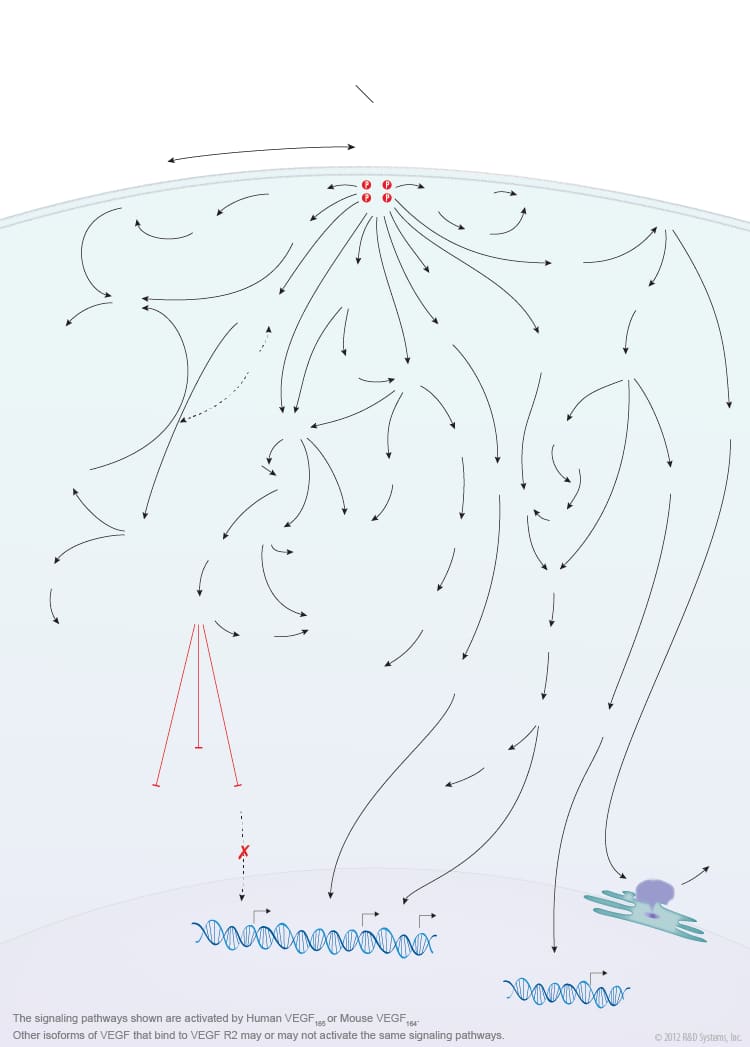 VEGF - VEGF R2 Signaling Pathways