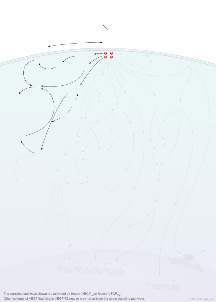 VEGF - VEGF R2 Signaling Pathways background image 1