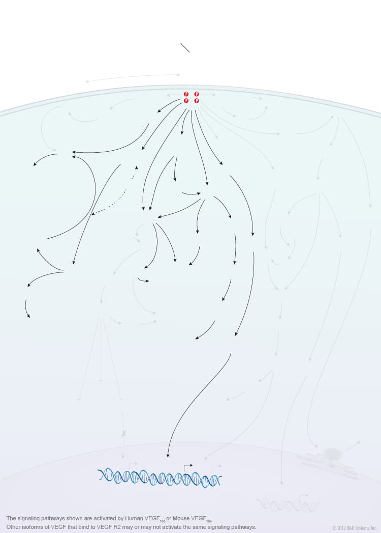 VEGF - VEGF R2 Signaling Pathways background image 2