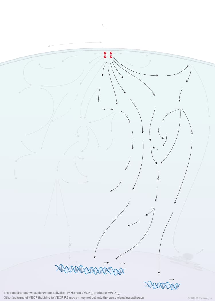 VEGF - VEGF R2 Signaling Pathways background image 3