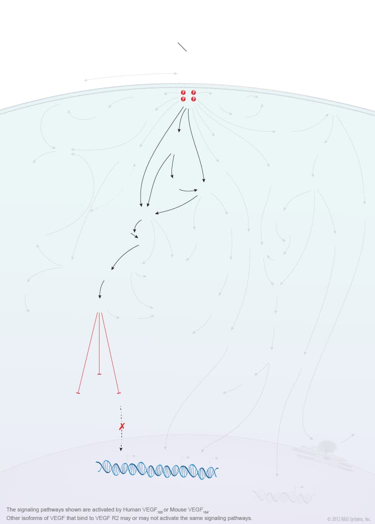 VEGF - VEGF R2 Signaling Pathways background image 4