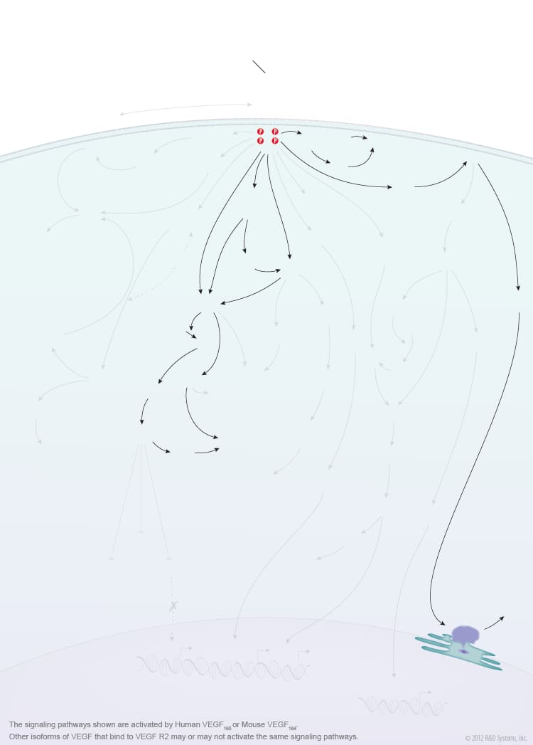 VEGF - VEGF R2 Signaling Pathways background image 5