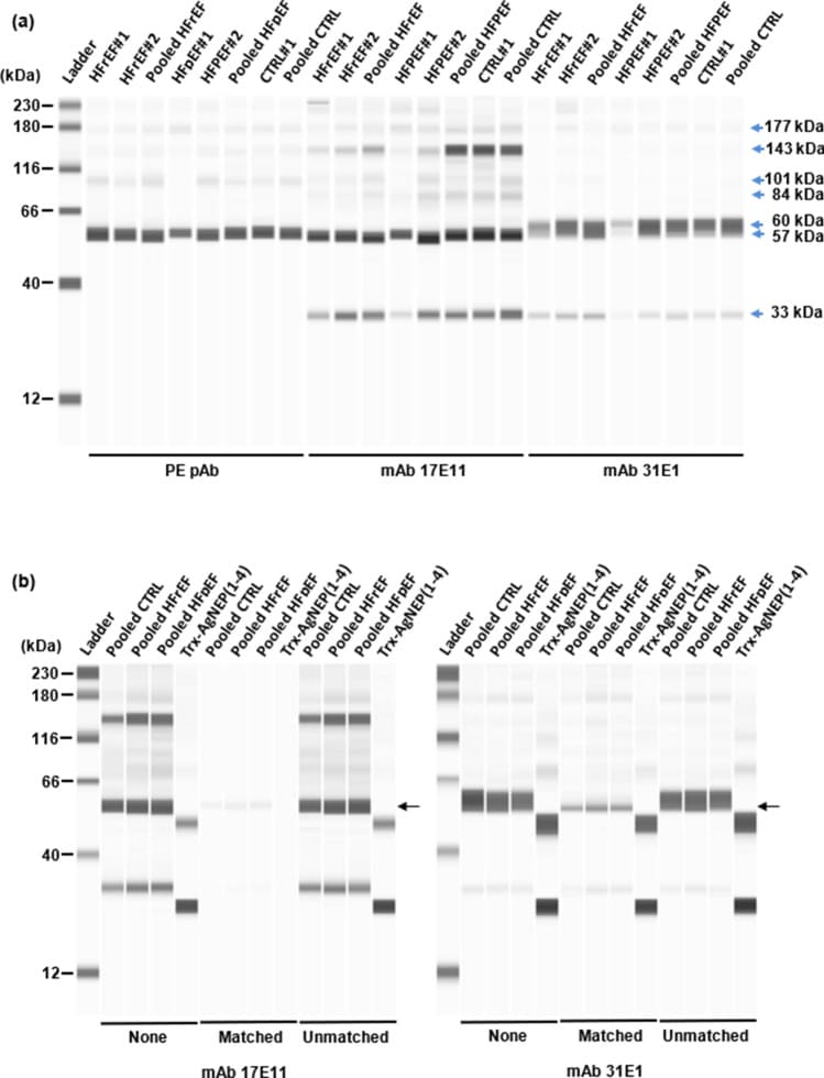 Simple Western Analysis Circulating Plasma NEP Data