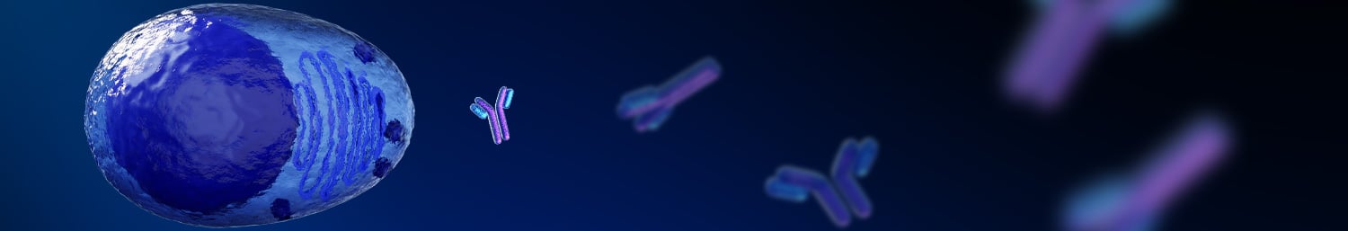 B Cell Culture and Analysis