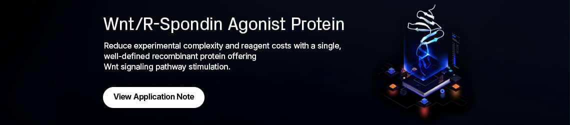 Wnt R-spondin agonist protein banner