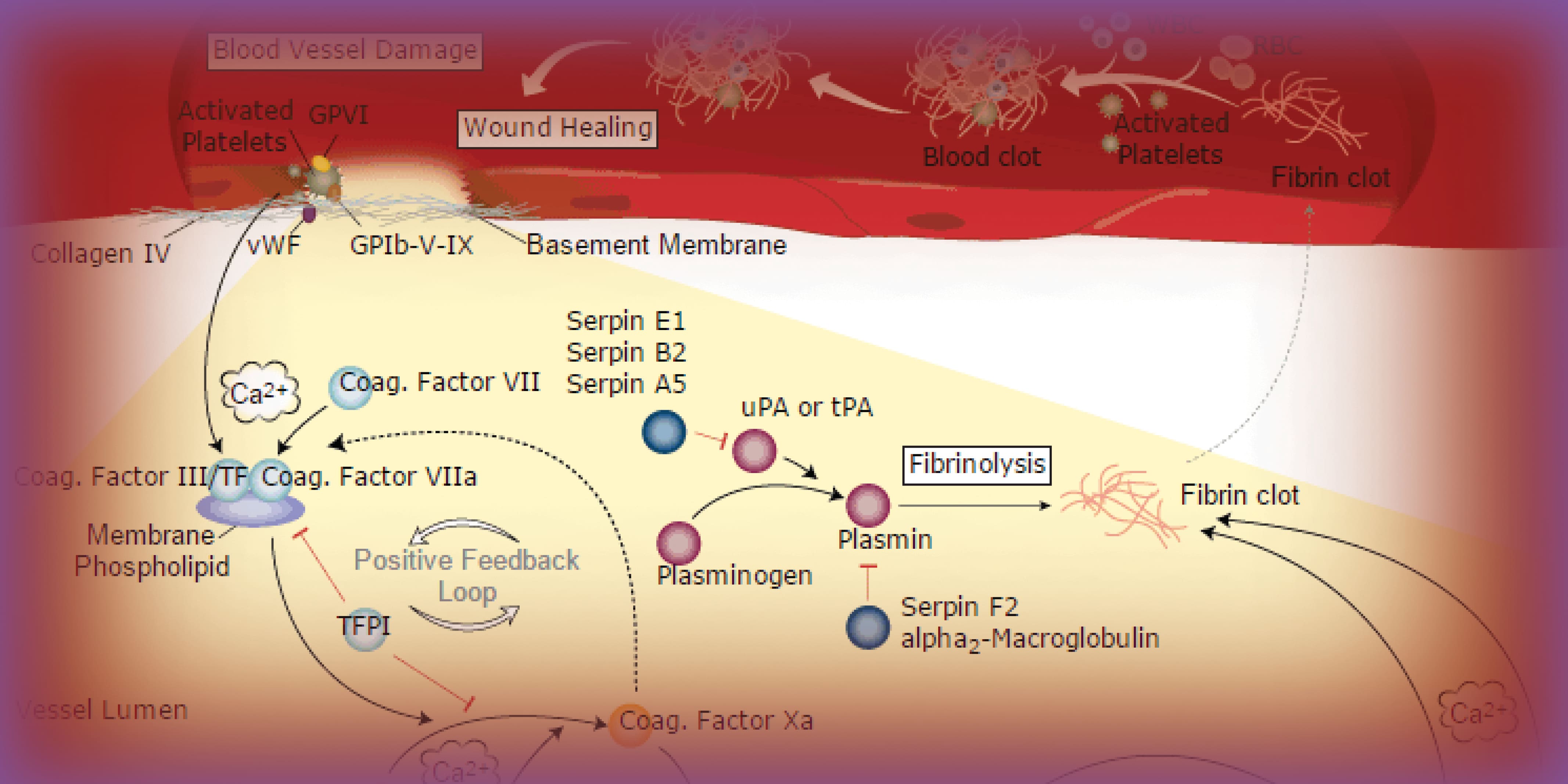 intrinsic pathway coagulation cascade