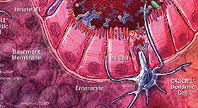 Cellular markers for phenotyping