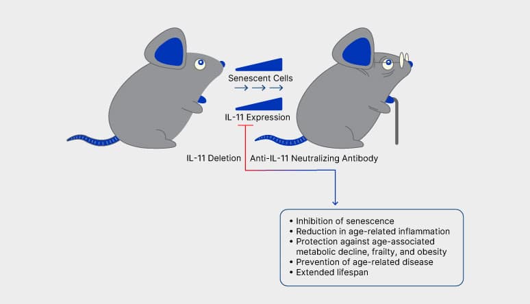 a young and an old mouse; deletion of IL-11 or anti-IL-11 therapy extends the healthspan and lifespan of aging mice