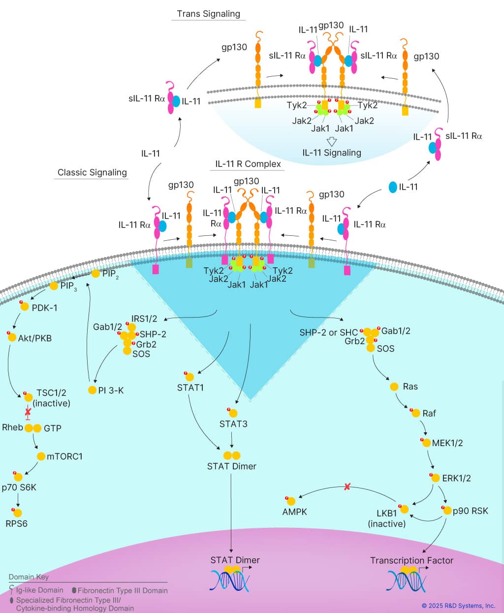 Intracellular signaling pathways activated by IL-11, including the Jak-STAT, PI3K-Akt-mTORC1, and Ras-MEK-ERK pathways