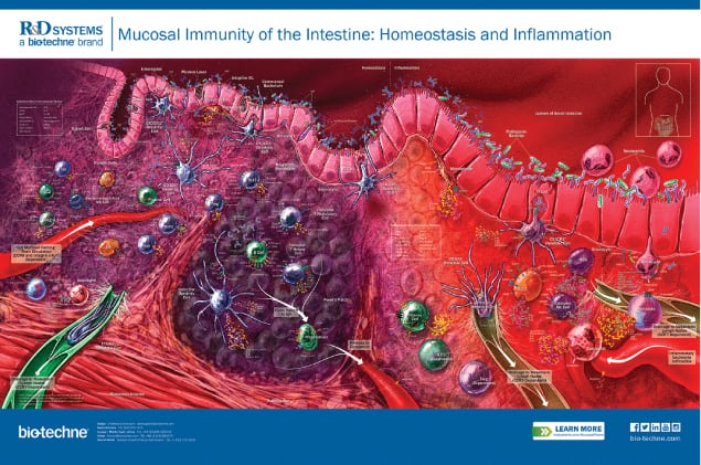 Intestinal Lamina Proprial Cell Markers