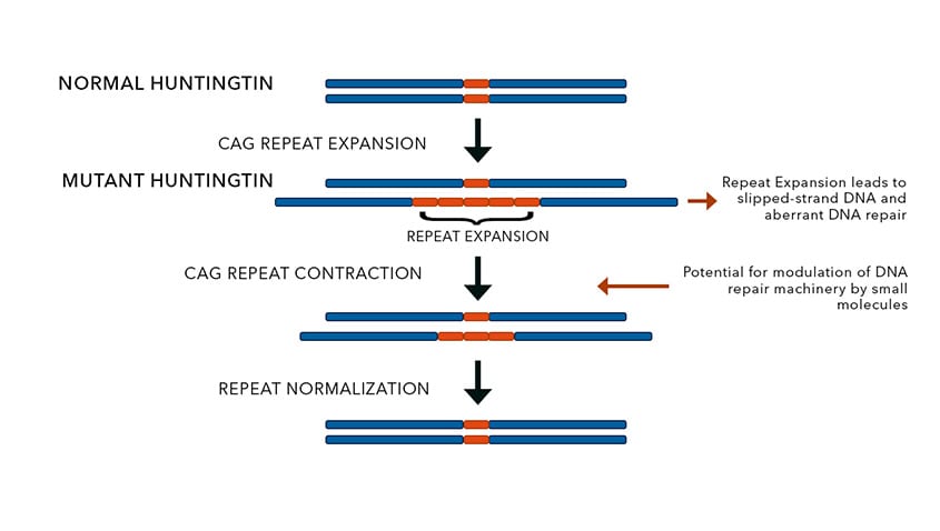 Visual schematic of CAG repeat expansion and instability in the mHTT gene